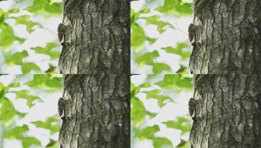 夏天的蝉高清在线视频素材下载