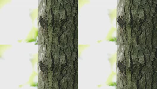 夏天的蝉高清在线视频素材下载