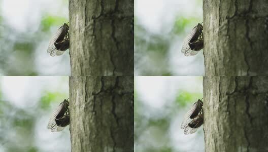夏天的蝉高清在线视频素材下载