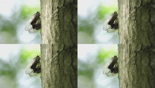 夏天的蝉高清在线视频素材下载