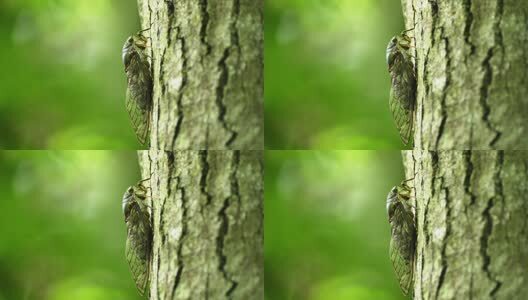 夏天的蝉高清在线视频素材下载