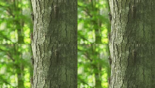 夏天的蝉高清在线视频素材下载