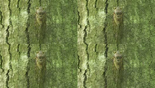 夏天的蝉高清在线视频素材下载