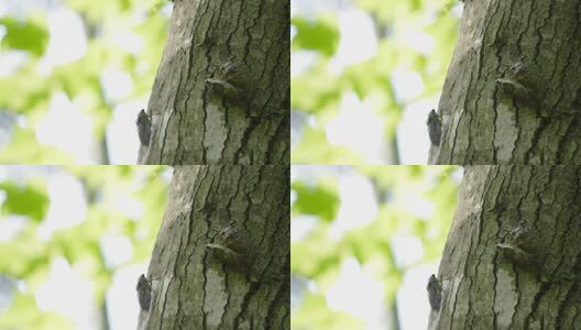 夏天的蝉高清在线视频素材下载