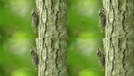 夏天的蝉高清在线视频素材下载