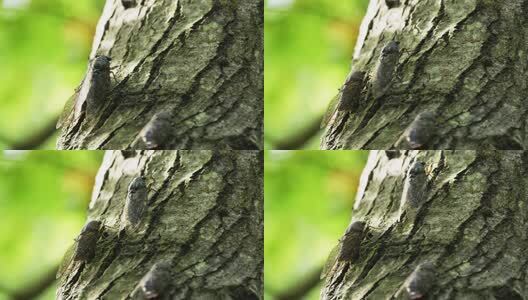 夏天的蝉高清在线视频素材下载