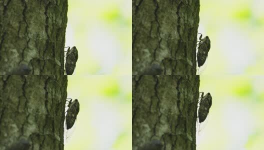 夏天的蝉高清在线视频素材下载