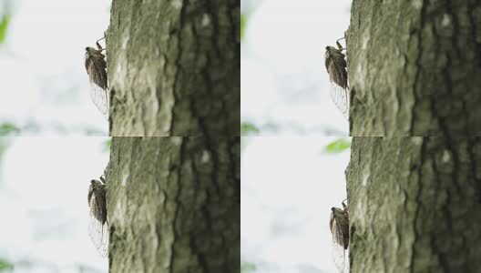 夏天的蝉高清在线视频素材下载