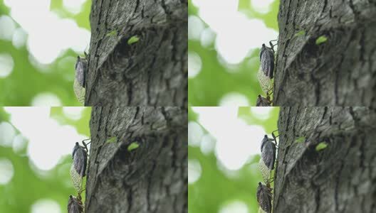 夏天的蝉高清在线视频素材下载