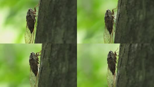 夏天的蝉高清在线视频素材下载