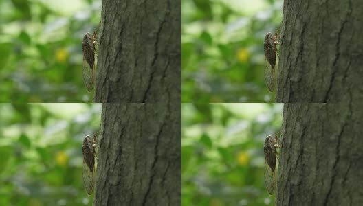 夏天的蝉高清在线视频素材下载