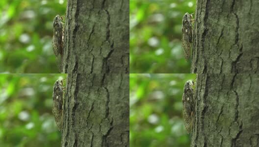 夏天的蝉高清在线视频素材下载