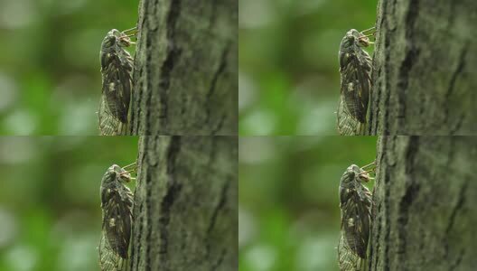 夏天的蝉高清在线视频素材下载
