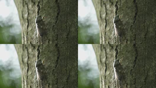 夏天的蝉高清在线视频素材下载