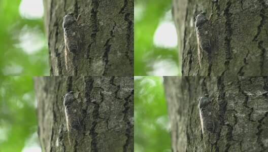 夏天的蝉高清在线视频素材下载