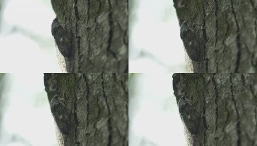 夏天的蝉高清在线视频素材下载