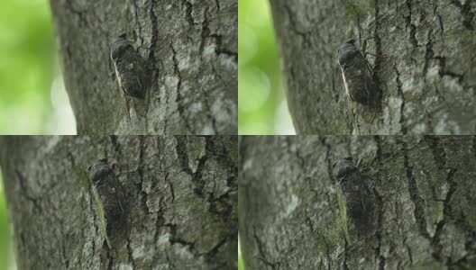 夏天的蝉高清在线视频素材下载
