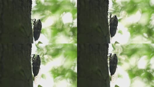 夏天的蝉高清在线视频素材下载