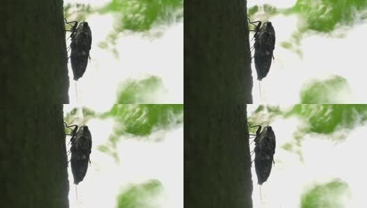 夏天的蝉高清在线视频素材下载