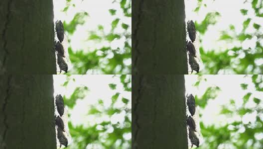 夏天的蝉高清在线视频素材下载