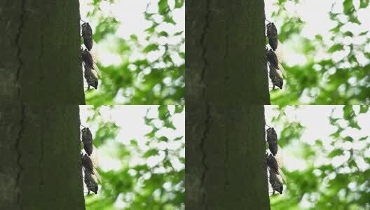 夏天的蝉高清在线视频素材下载