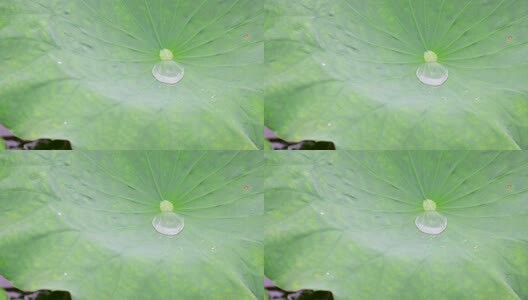 雨水落在荷叶上盛满后掉落高清在线视频素材下载