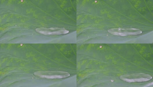 雨水落在荷叶上盛满后掉落高清在线视频素材下载