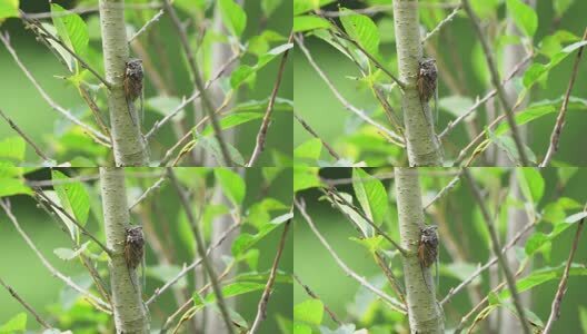 蝉高清在线视频素材下载