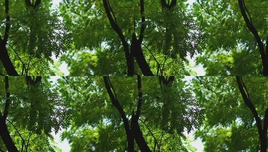 洛阳夏日大自然阳光下的植物空镜头高清在线视频素材下载