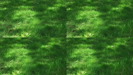 洛阳夏日大自然阳光下的植物空镜头高清在线视频素材下载