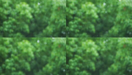 下雨天雨水雨滴的绿色森林背景治愈系氛围高清在线视频素材下载