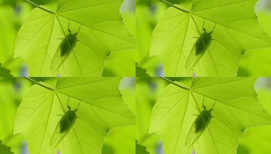 蝉鸣夏天高清在线视频素材下载