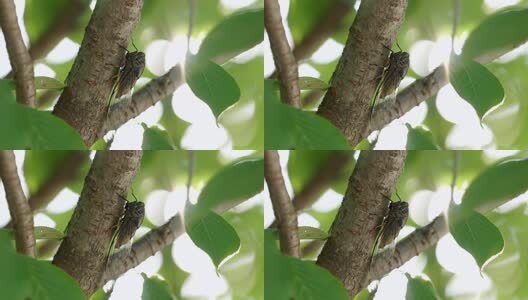 蝉鸣夏天高清在线视频素材下载