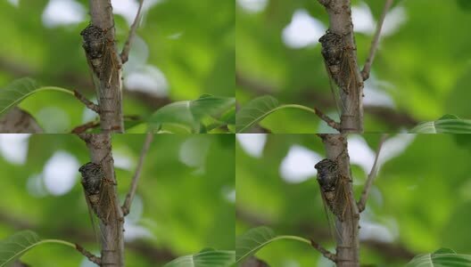 蝉鸣夏天高清在线视频素材下载