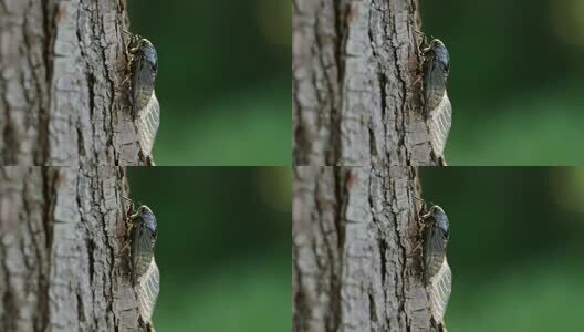 蝉鸣夏天高清在线视频素材下载