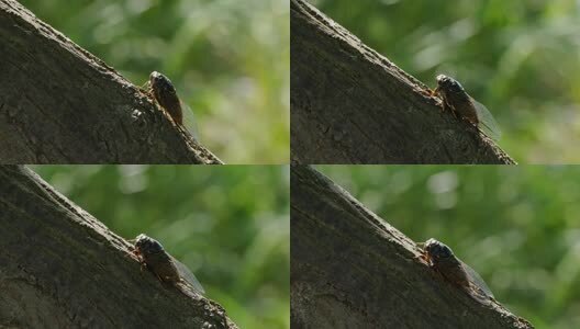 蝉鸣夏天高清在线视频素材下载