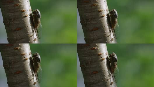 蝉鸣夏天高清在线视频素材下载