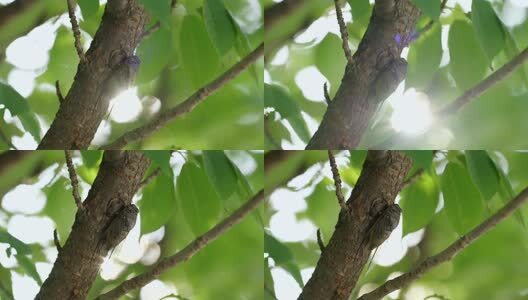 蝉鸣夏天高清在线视频素材下载