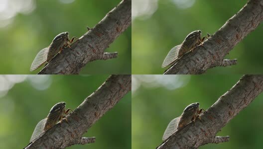 蝉鸣夏天高清在线视频素材下载