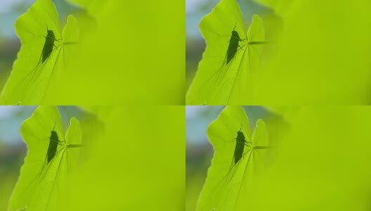 蝉鸣夏天高清在线视频素材下载