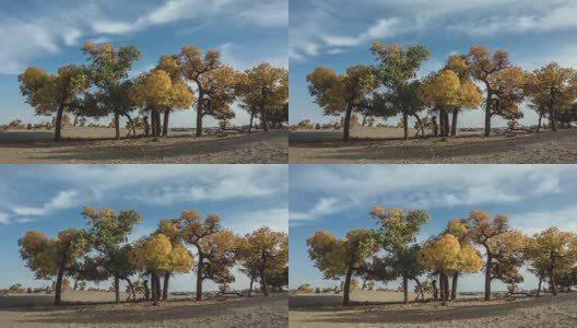 内蒙古额济纳胡杨树高清在线视频素材下载