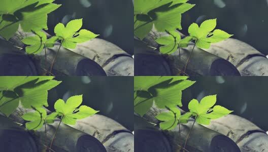 阳光下的叶子高清在线视频素材下载