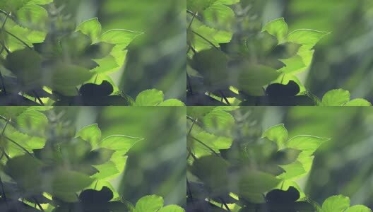 阳光下的叶子高清在线视频素材下载