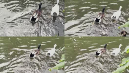 阳光下的叶子高清在线视频素材下载
