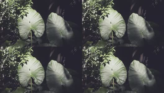 阳光下的叶子高清在线视频素材下载