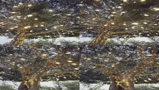 挂满装饰彩灯的大树高清在线视频素材下载