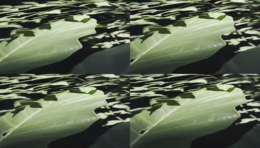 阳光下的叶子高清在线视频素材下载