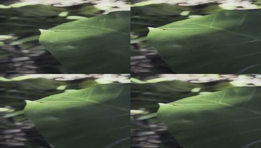 阳光下的叶子高清在线视频素材下载