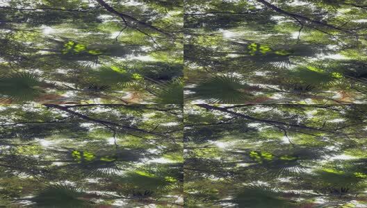 阳光下的树叶高清在线视频素材下载