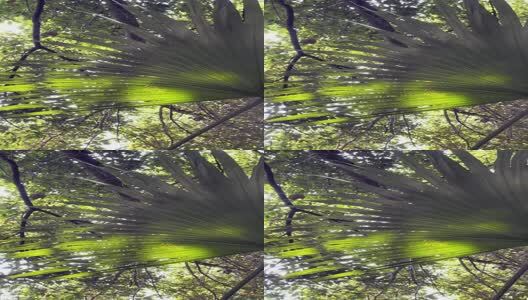 阳光下的树叶高清在线视频素材下载